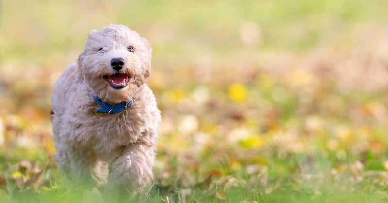 Bichon Frise: Der fröhliche Begleiter mit pflegeleichtem Charme