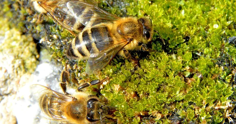 Naturnaher Steingarten: So wird er zur Oase für Insekten