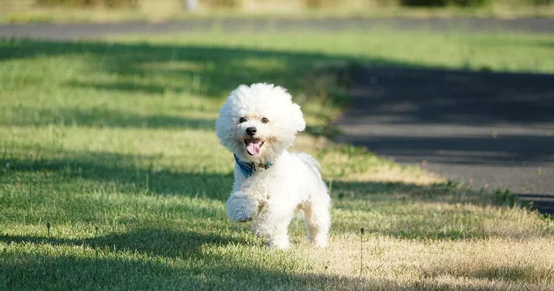 Bichon Frisé Frisur und Pflege: der Punkt, an dem viele scheitern