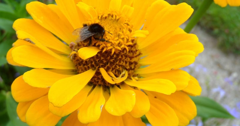 Buttergelb: Die Trendfarbe, die dein Zuhause in warmes Sonnenlicht taucht