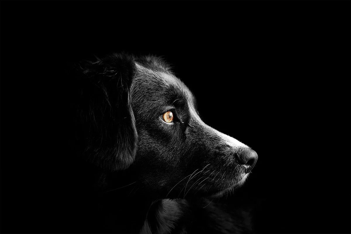 animal