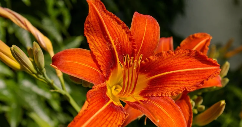Welche Blume steht für Lesben?